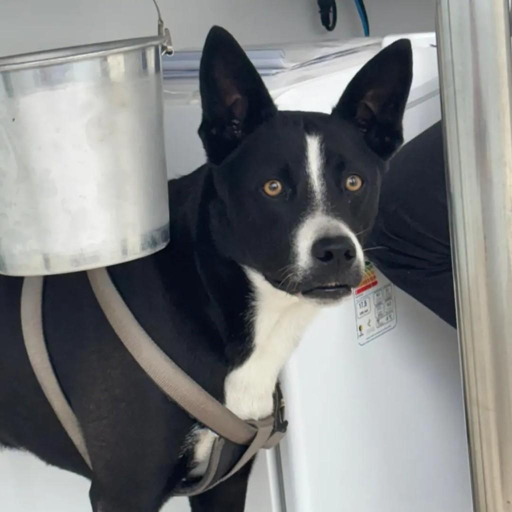Malu, cachorro de porte médio para adoção em João Pessoa - PB