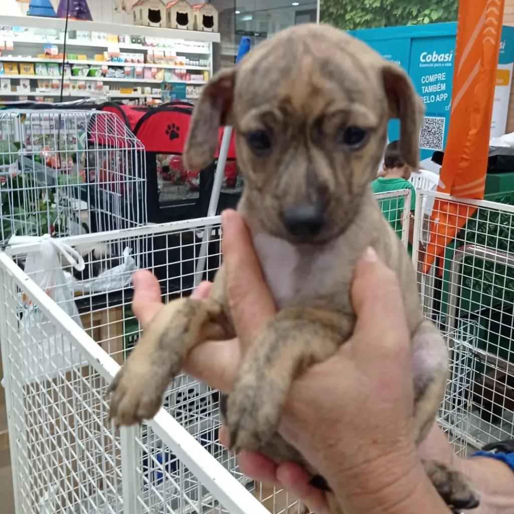 Menininha Linda, cachorro de porte pequeno para adoção em João Pessoa - PB