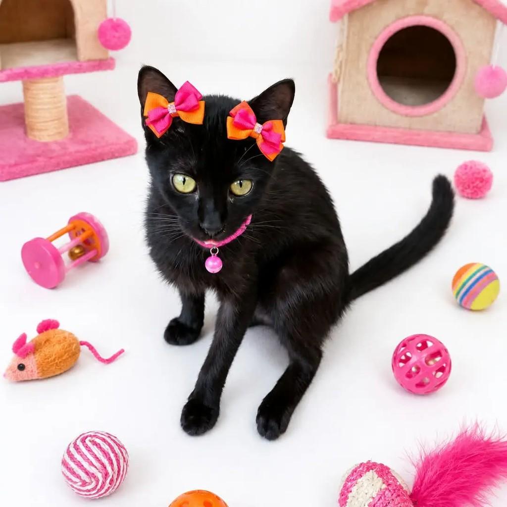 Luna, gato de porte pequeno para adoção em João Pessoa - PB