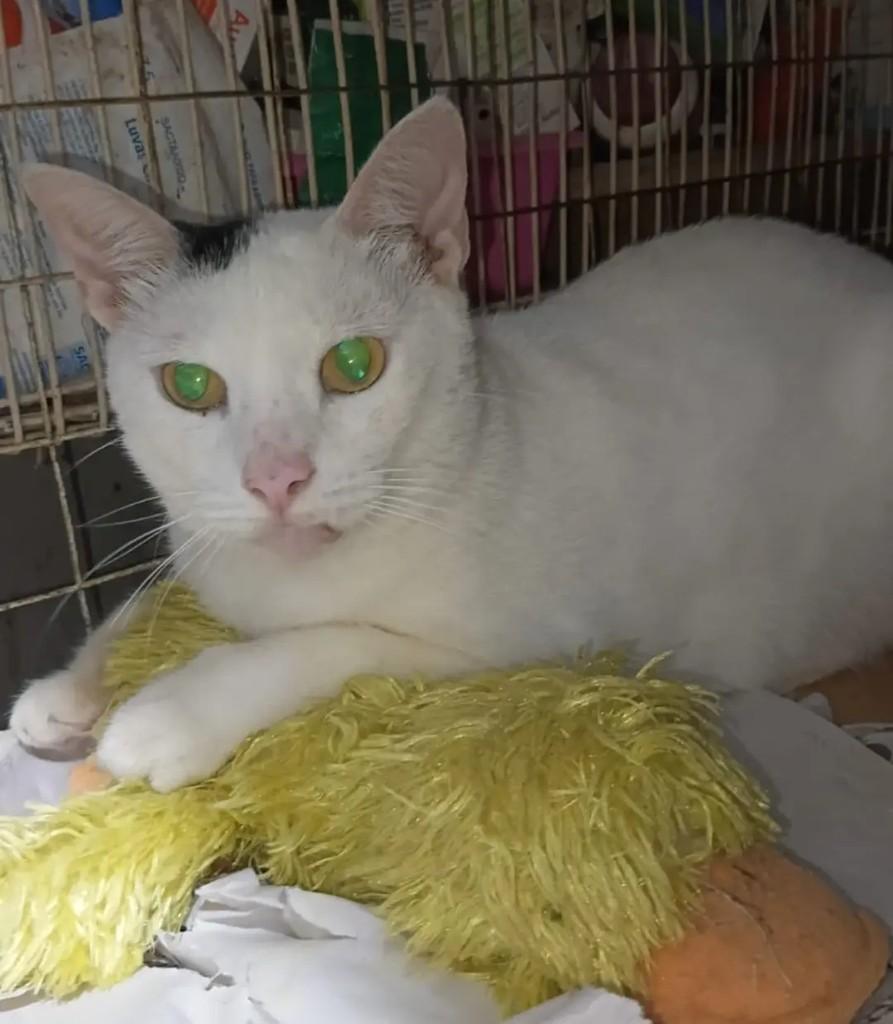 Branquinha, gato de porte médio para adoção em João Pessoa - PB