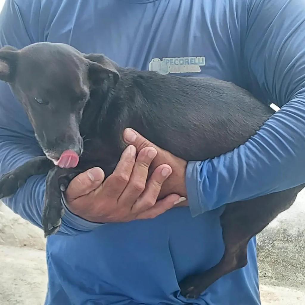 Pretinho, cachorro de porte médio para adoção em João Pessoa - PB