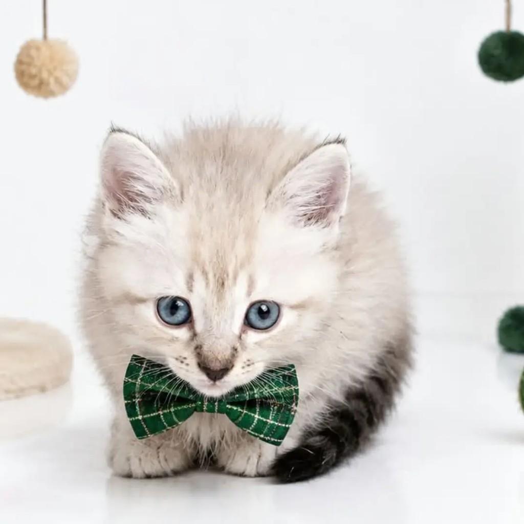 Baunilha, gato de porte pequeno para adoção em João Pessoa - PB