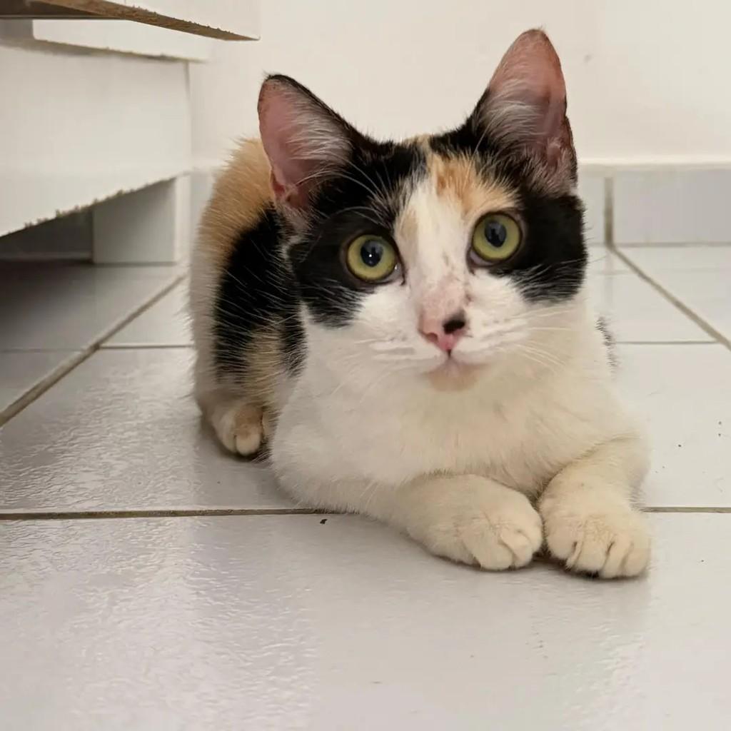 Bella, gato de porte pequeno para adoção em João Pessoa - PB