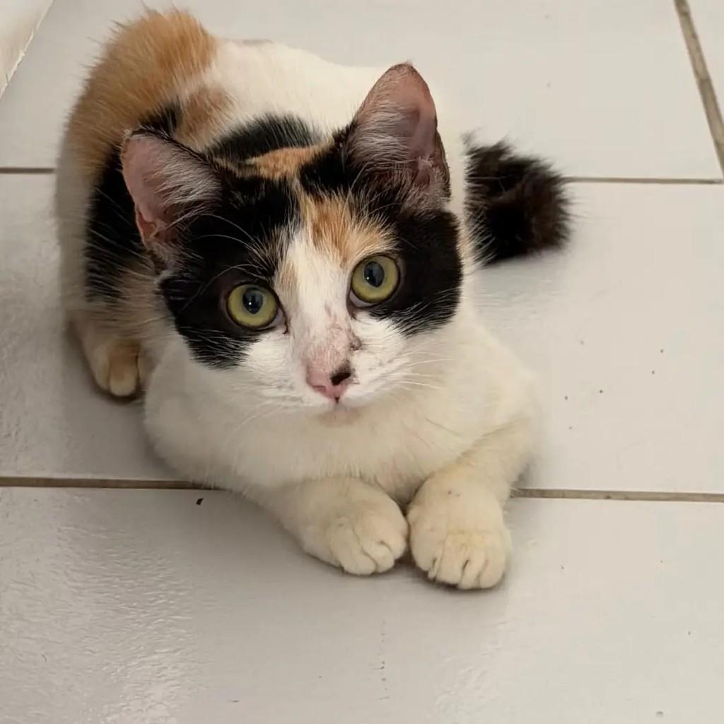 Bella, gato de porte pequeno para adoção em João Pessoa - PB — foto 2 de 2