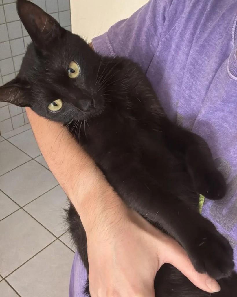 Batman, gato de porte pequeno para adoção em João Pessoa - PB