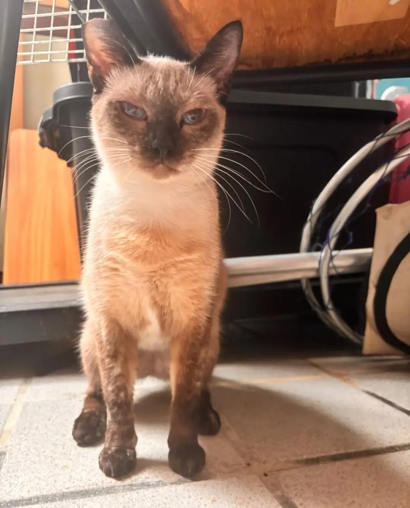 Galáxia, gata de porte pequeno para adoção em João Pessoa - PB