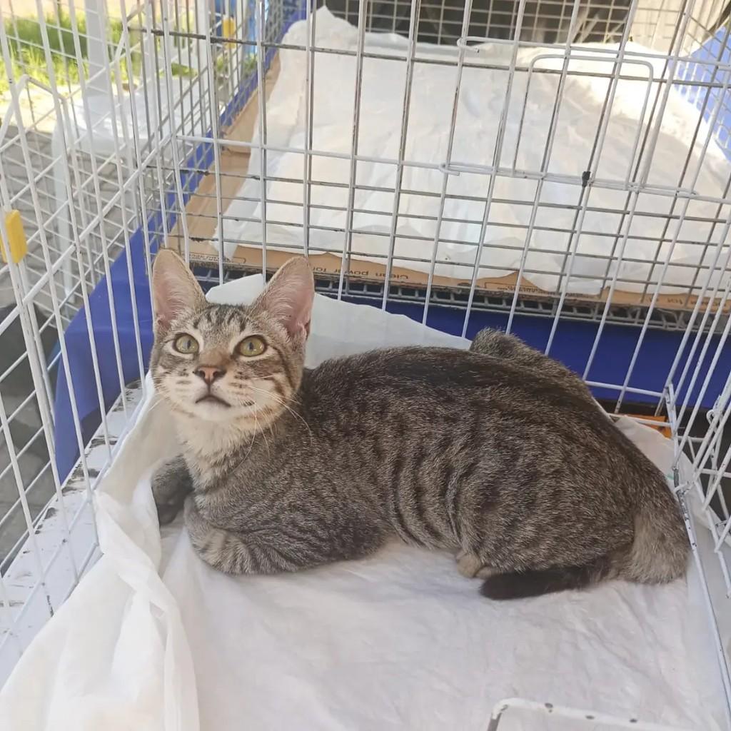 Enzo, gato de porte médio para adoção em João Pessoa - PB