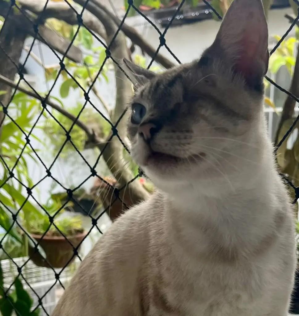 Luigi, gato de porte pequeno para adoção em João Pessoa - PB