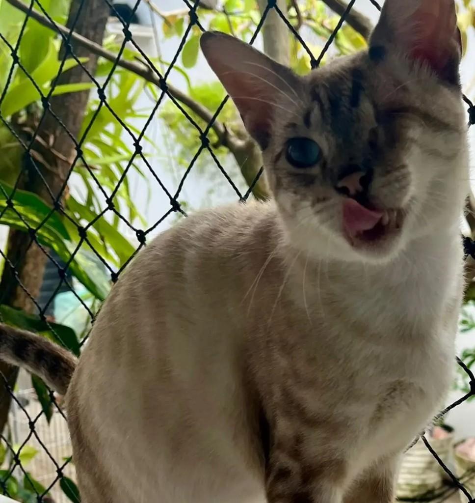 Luigi, gato de porte pequeno para adoção em João Pessoa - PB — foto 2 de 3