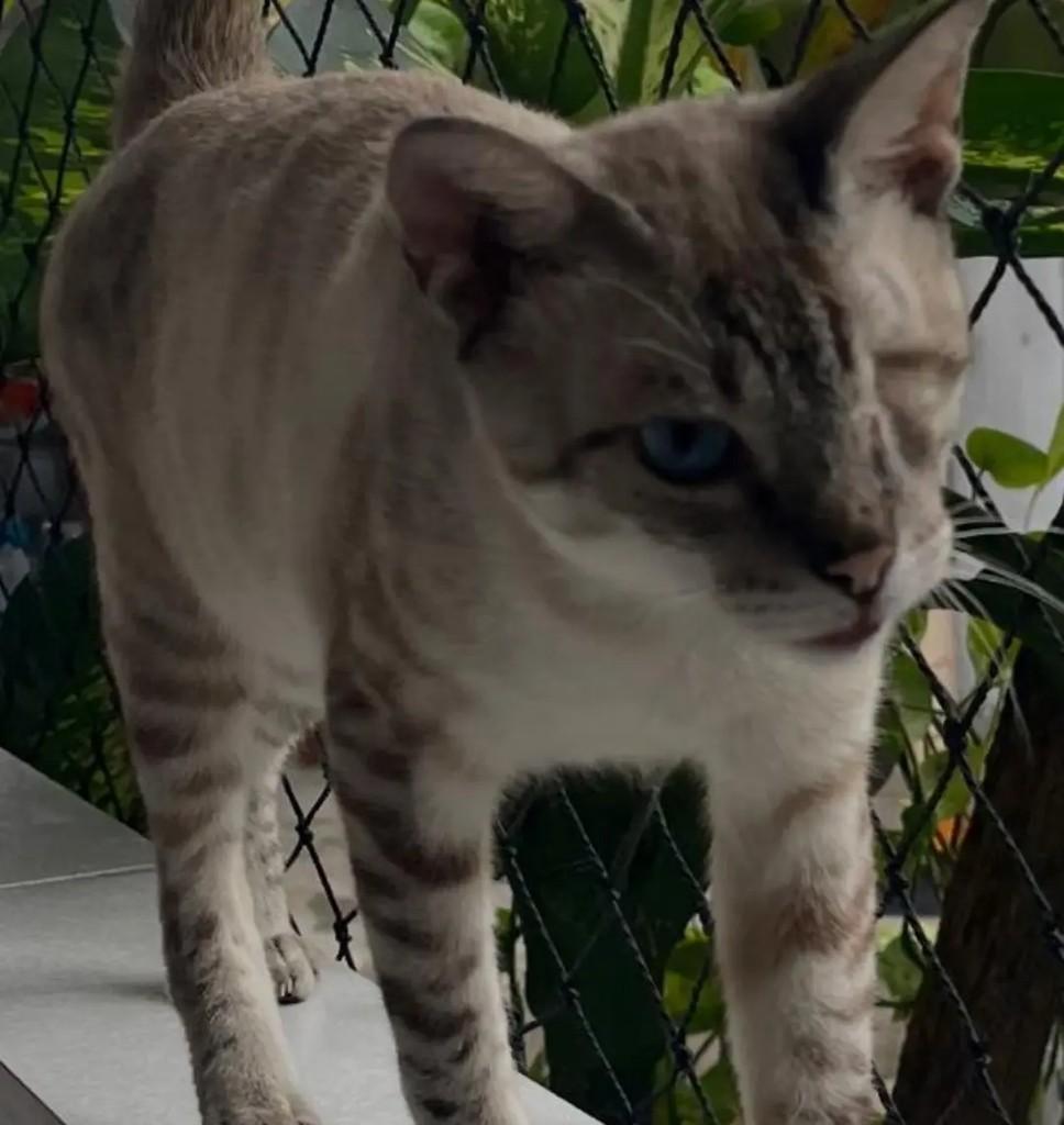 Luigi, gato de porte pequeno para adoção em João Pessoa - PB — foto 3 de 3