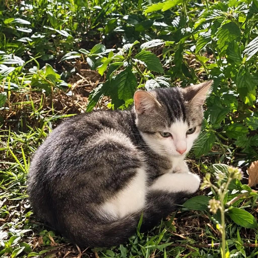 Davi, gato de porte pequeno para adoção em João Pessoa - PB