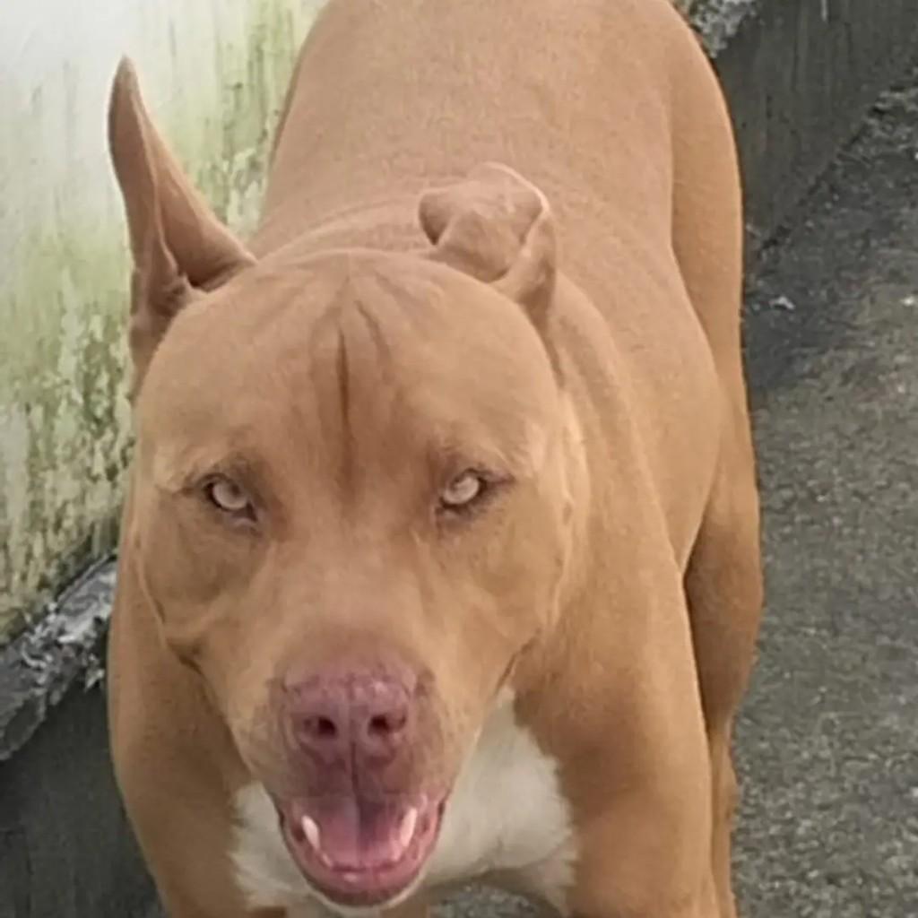 Tobby, cachorro de porte médio para adoção em João Pessoa - PB