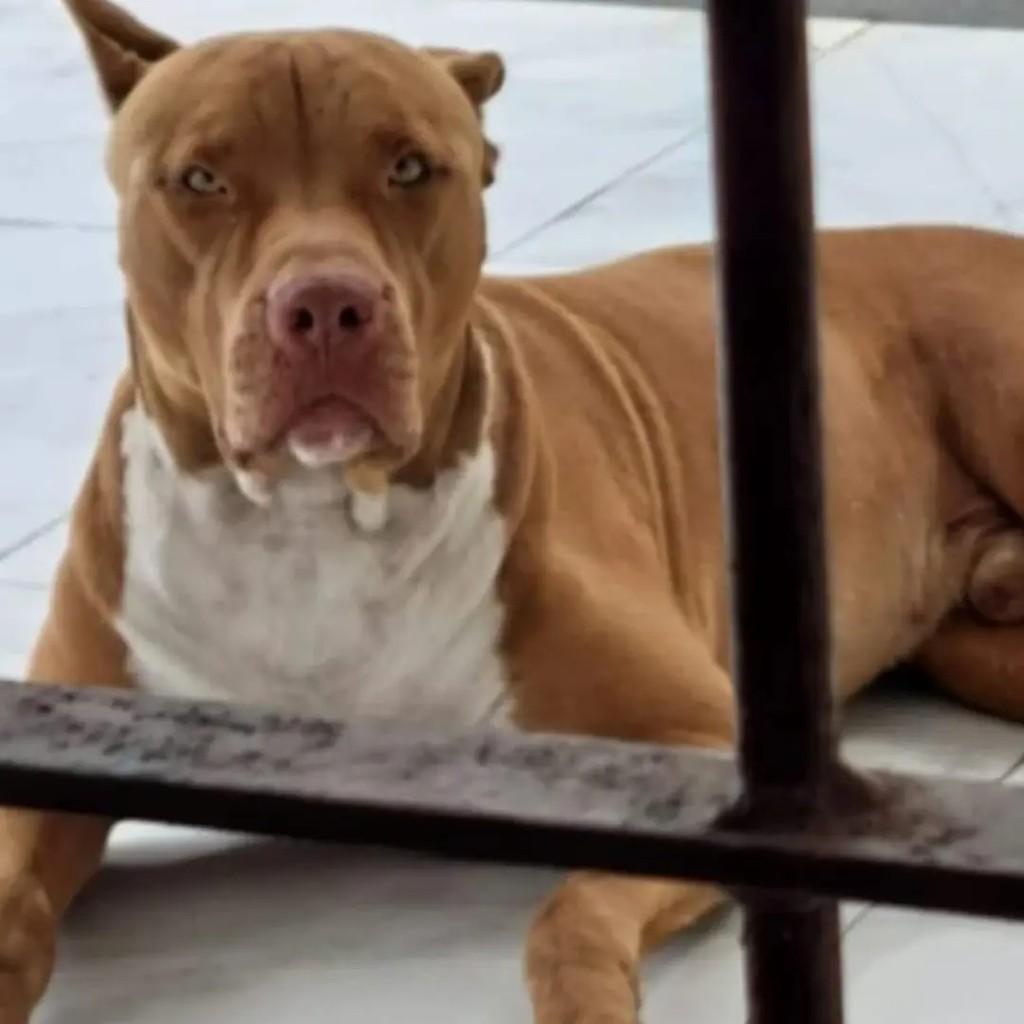 Tobby, cachorro de porte médio para adoção em João Pessoa - PB — foto 2 de 2