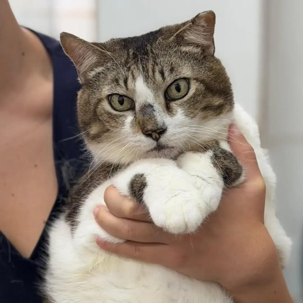 Fox, gata de porte médio para adoção em João Pessoa - PB
