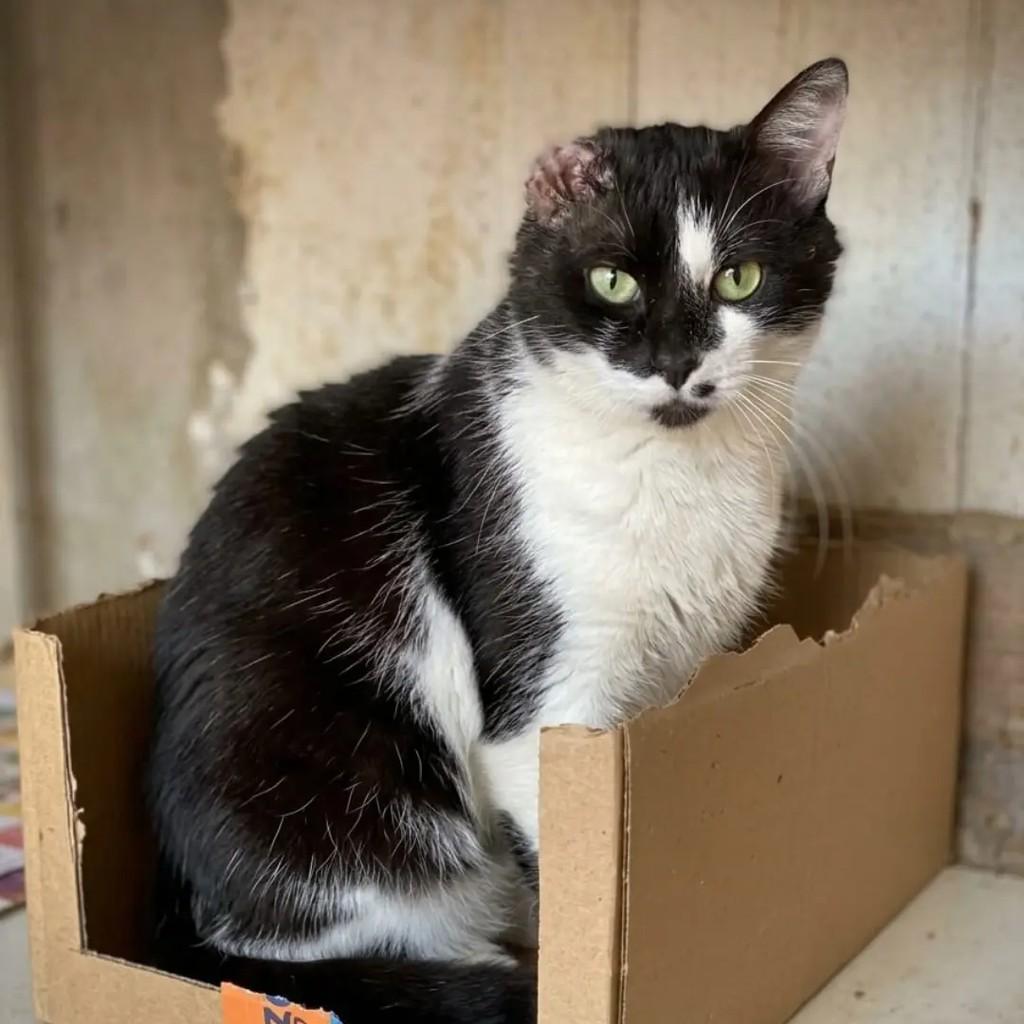 Vittorio, gato de porte pequeno para adoção em João Pessoa - PB