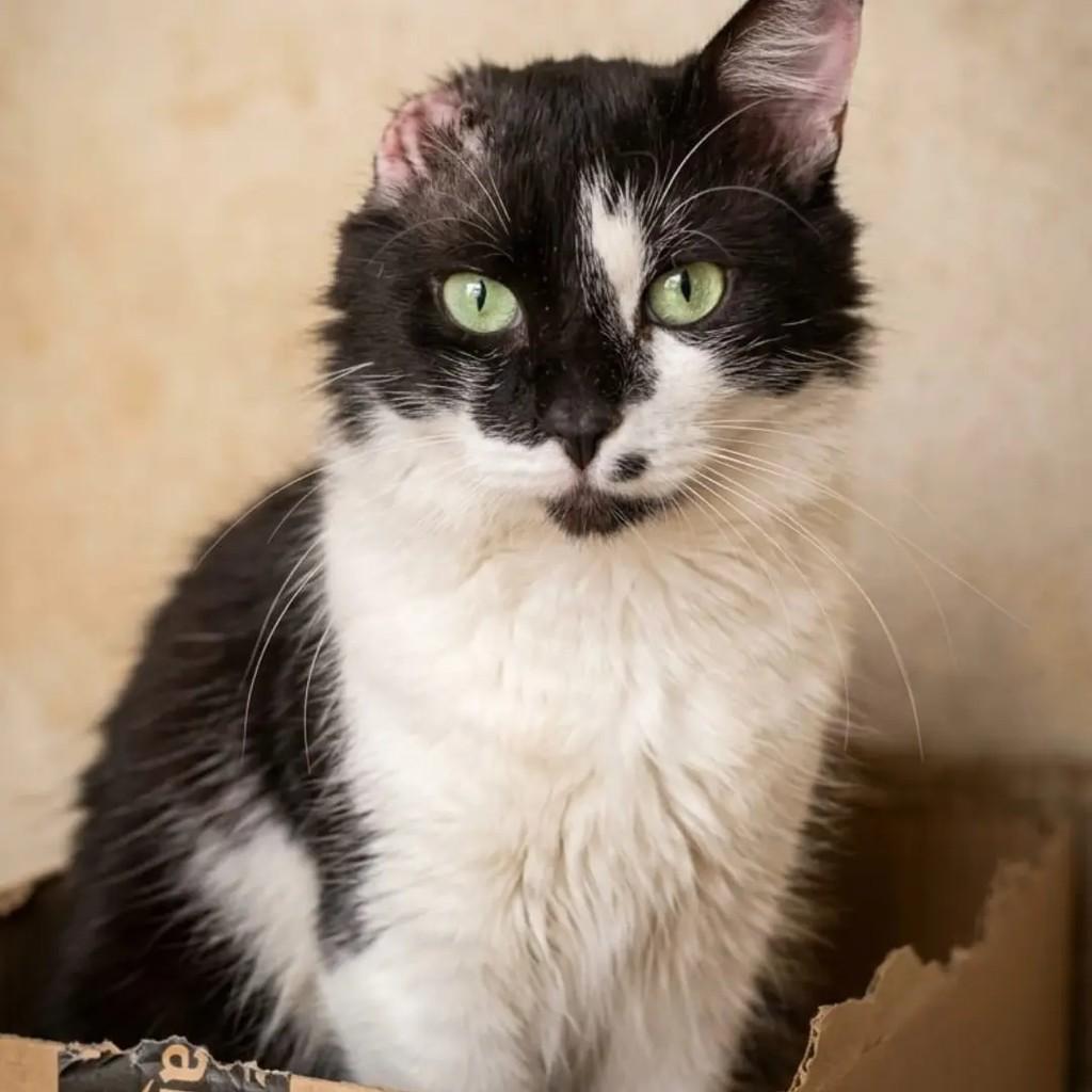 Vittorio, gato de porte pequeno para adoção em João Pessoa - PB — foto 2 de 2