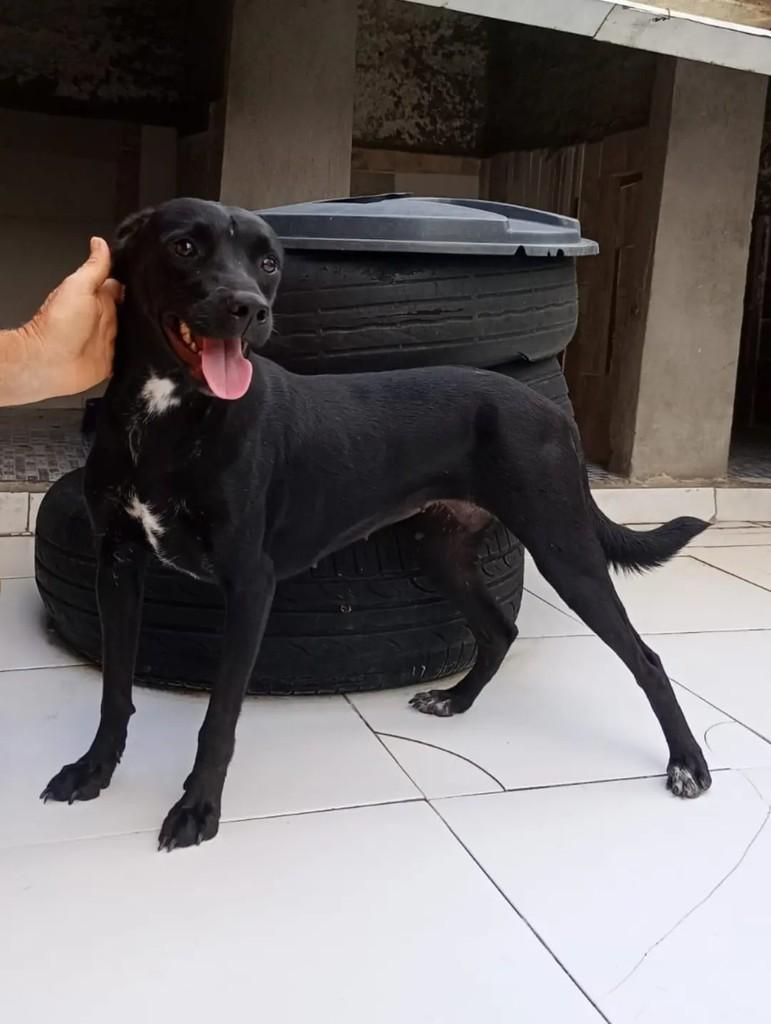 Diamante, cadela de porte médio para adoção em João Pessoa - PB