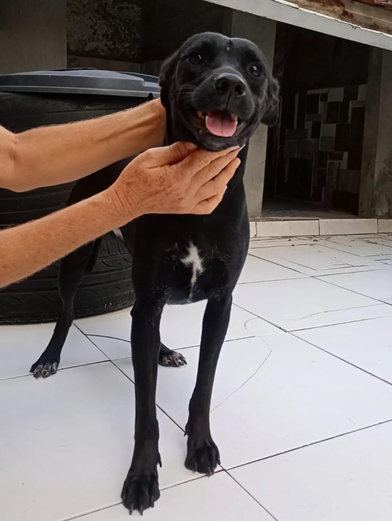 Diamante, cadela de porte médio para adoção em João Pessoa - PB — foto 2 de 3
