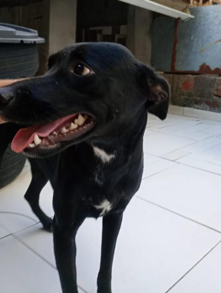 Diamante, cadela de porte médio para adoção em João Pessoa - PB — foto 3 de 3