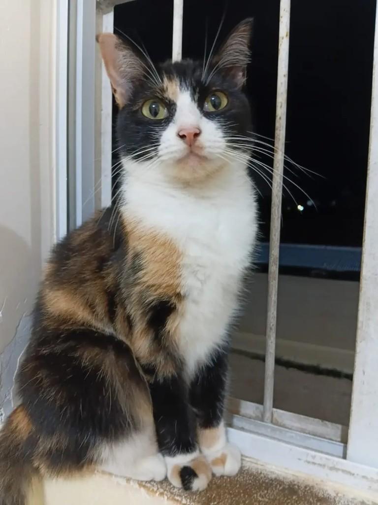 Docinho, gata de porte pequeno para adoção em João Pessoa - PB