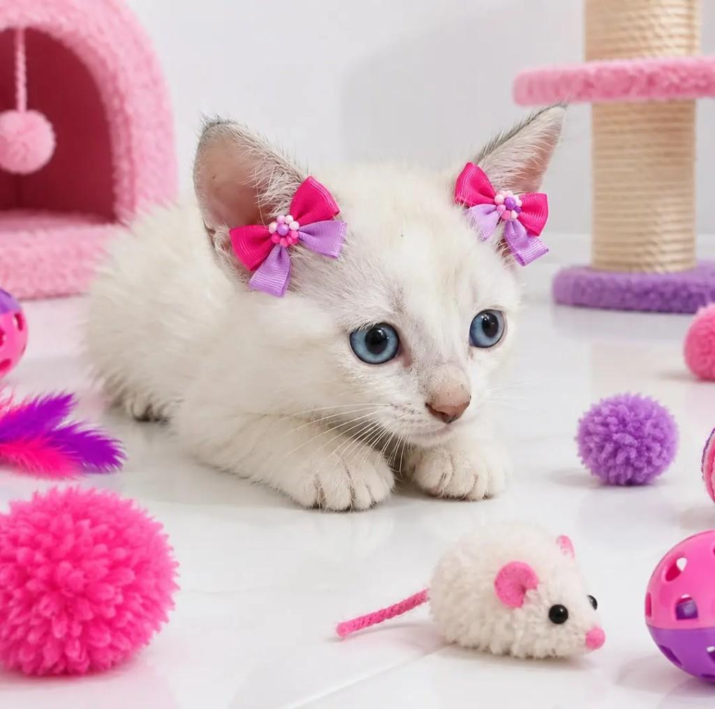 Pink, gata de porte pequeno para adoção em João Pessoa - PB