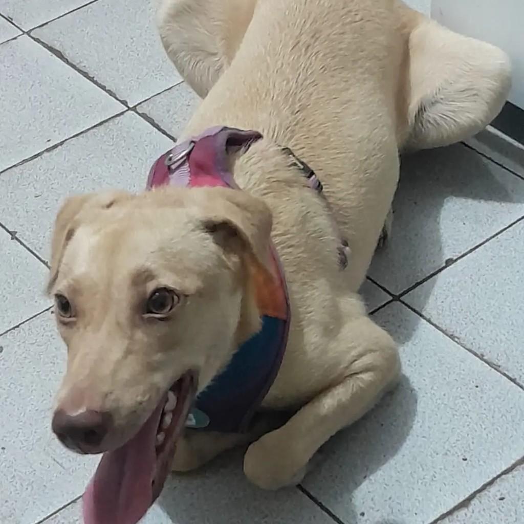 Milla, cadela de porte pequeno para adoção em João Pessoa - PB