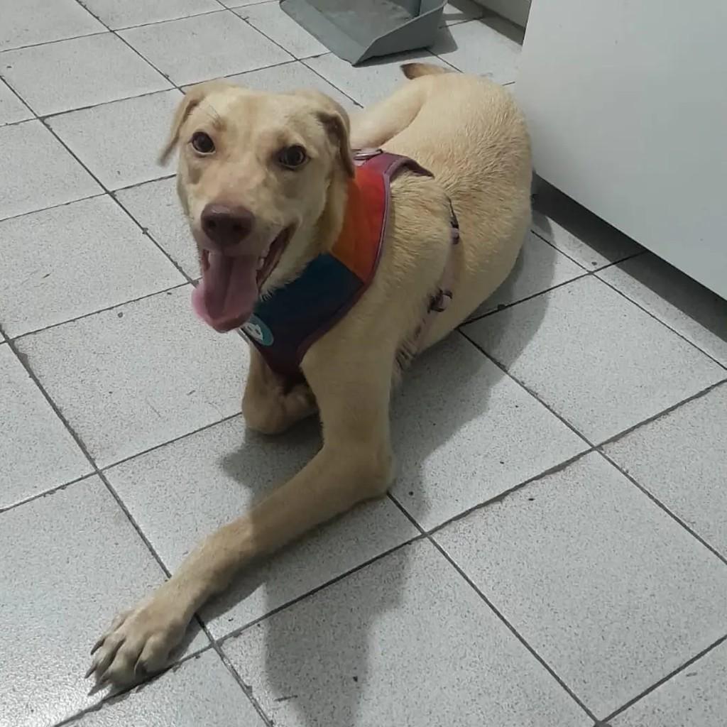 Milla, cadela de porte pequeno para adoção em João Pessoa - PB — foto 2 de 2
