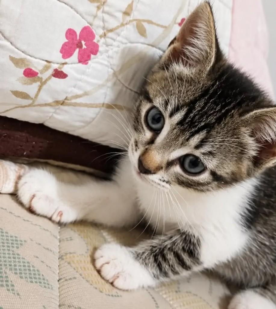 Tigrado Com Branco, gato de porte pequeno para adoção em João Pessoa - PB