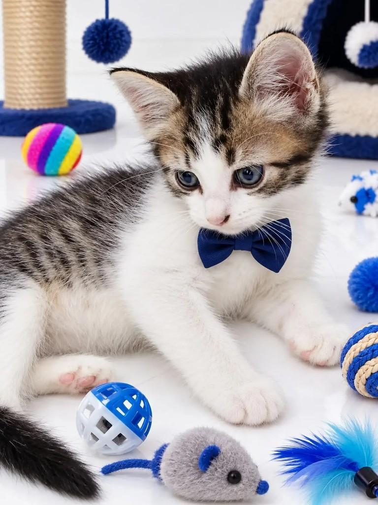 Lilo, gato de porte pequeno para adoção em João Pessoa - PB
