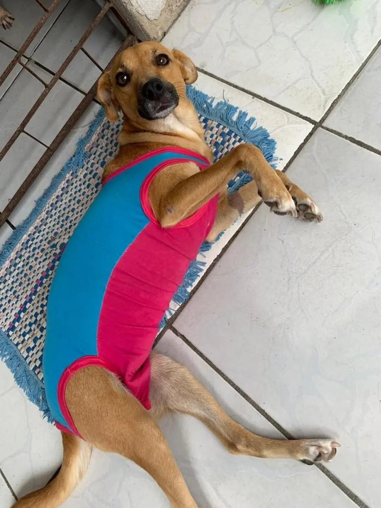 Dalila, cadela de porte pequeno para adoção em João Pessoa - PB