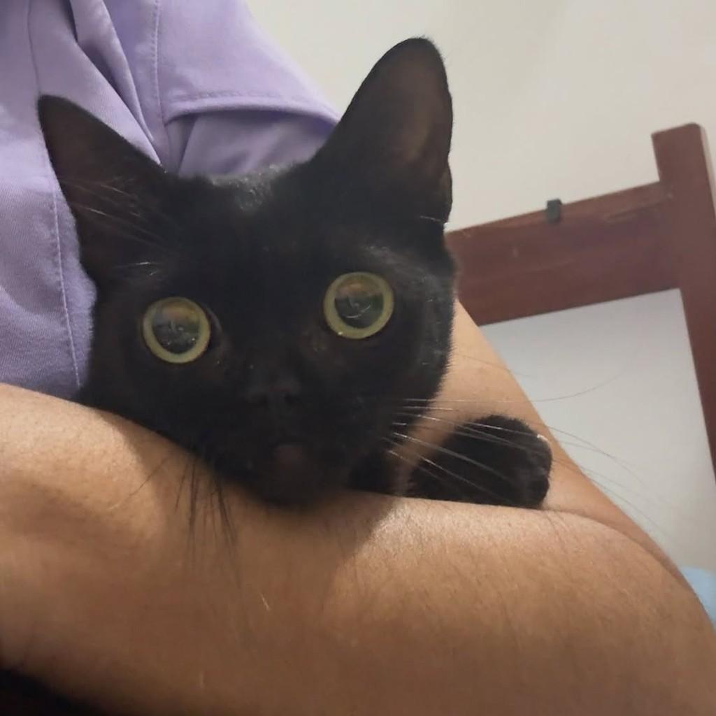 Pérola, gata de porte pequeno para adoção em João Pessoa - PB