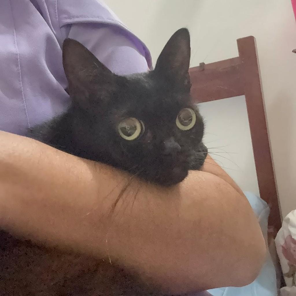 Pérola, gata de porte pequeno para adoção em João Pessoa - PB — foto 2 de 2