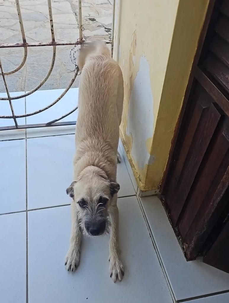 Fiapo, cachorro de porte médio para adoção em João Pessoa - PB