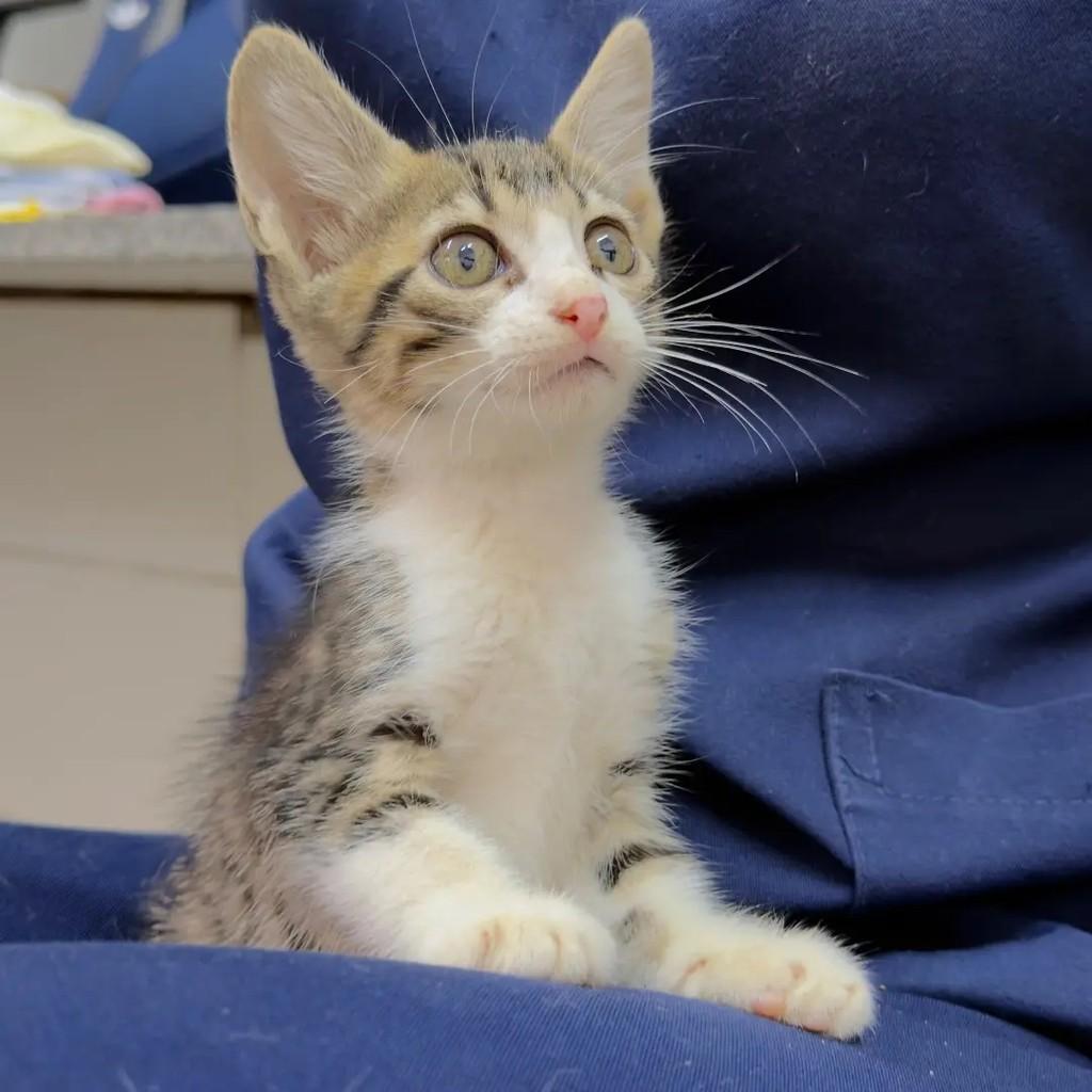 Romeu, gato de porte pequeno para adoção em João Pessoa - PB