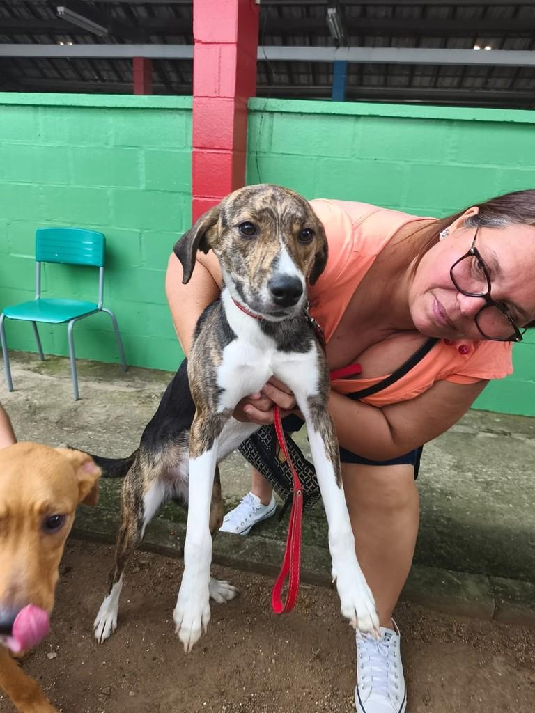 Belinha, cadela de porte grande para adoção em Jundiaí - SP