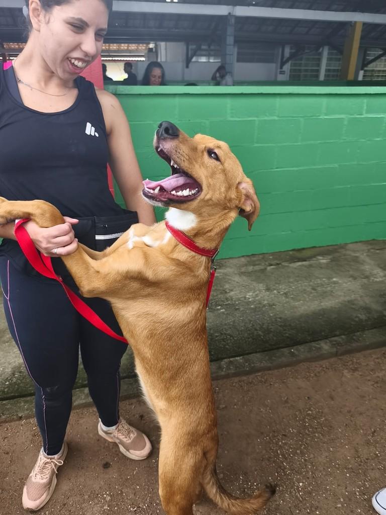 Princesa, cadela de porte grande para adoção em Jundiaí - SP