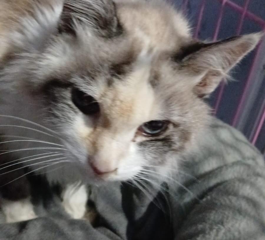 Gislaine, gata de porte pequeno para adoção em Jundiaí - SP