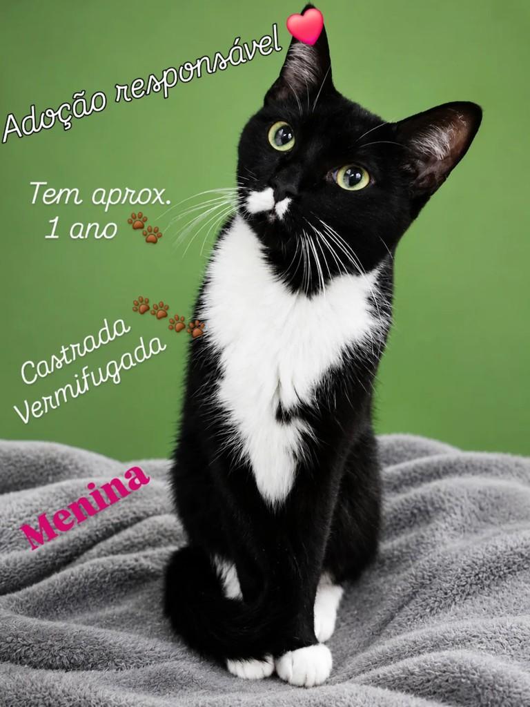Ela, gata para adoção em Jundiaí - SP