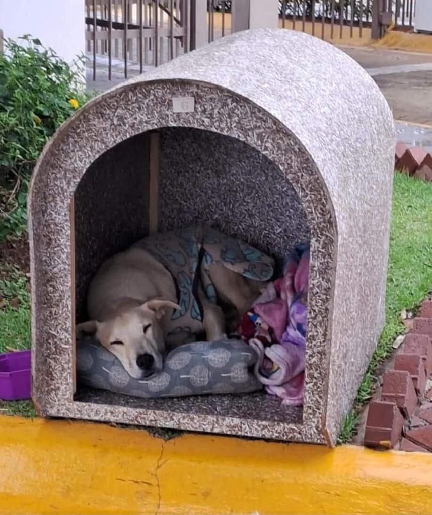 Nina, cadela de porte médio para adoção em Jundiaí - SP