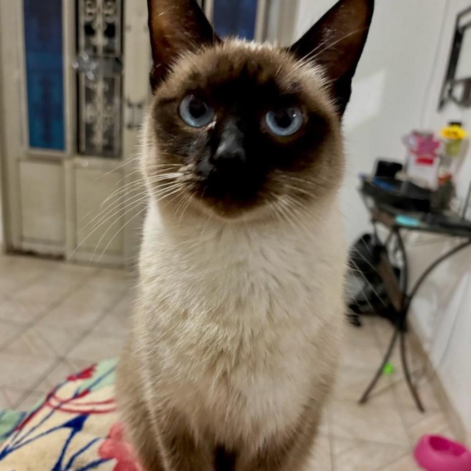 Manu, gata de porte pequeno para adoção em Jundiaí - SP