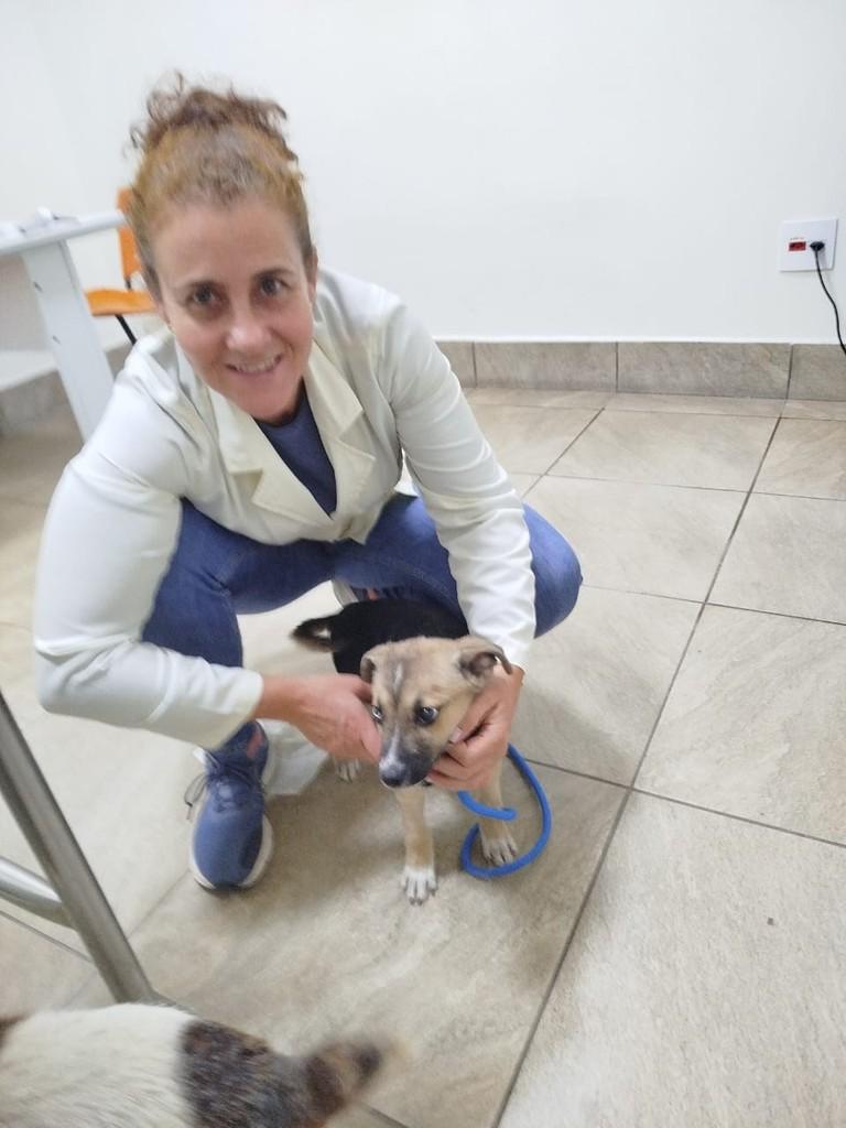 Léo, cachorro de porte pequeno para adoção em Jundiaí - SP