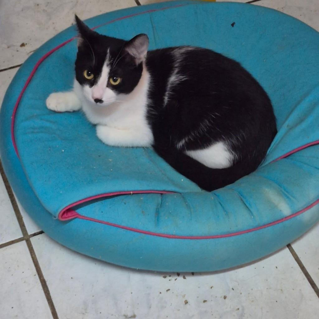 Frajolinha, gato de porte pequeno para adoção em Jundiaí - SP