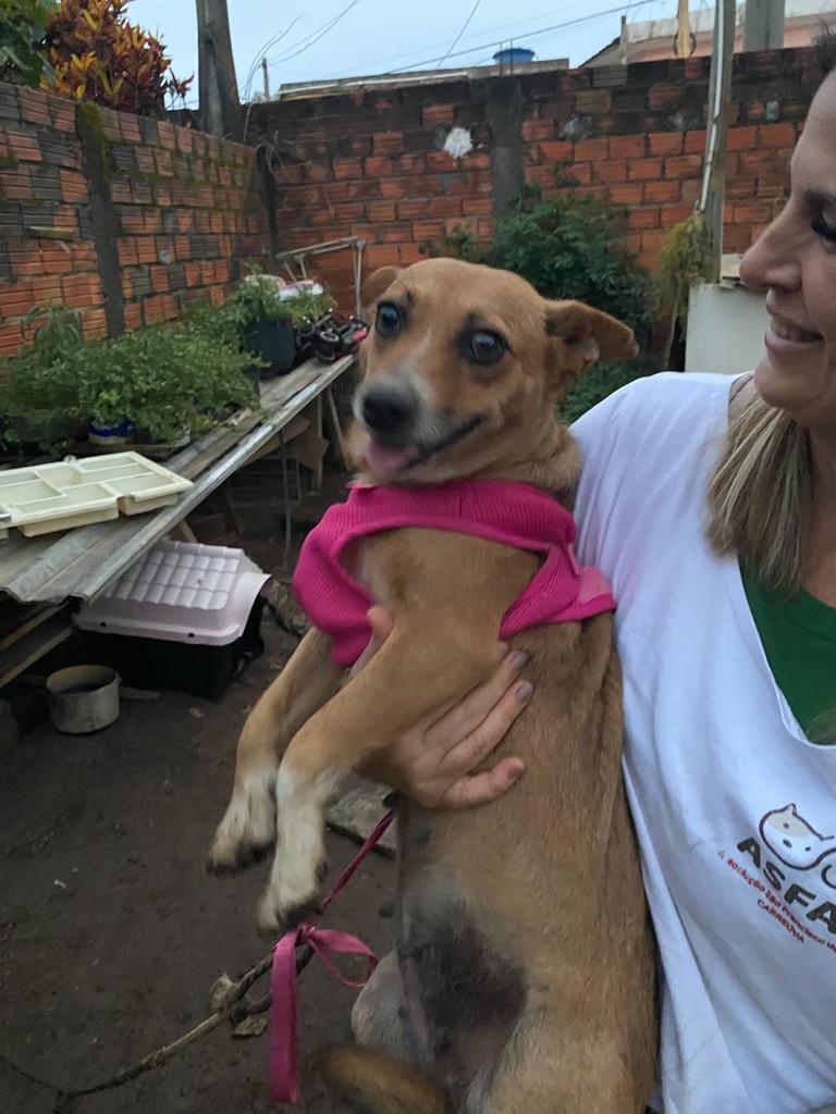 Luna, cadela de porte pequeno para adoção em Jundiaí - SP