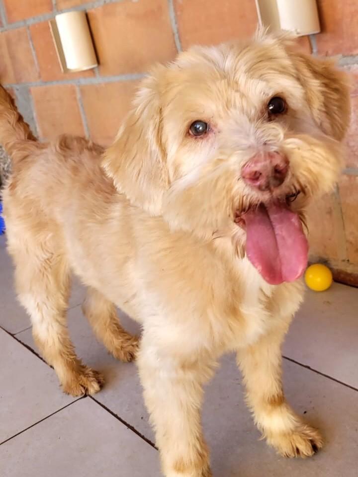 Biscoito, cachorro de porte médio para adoção em Jundiaí - SP