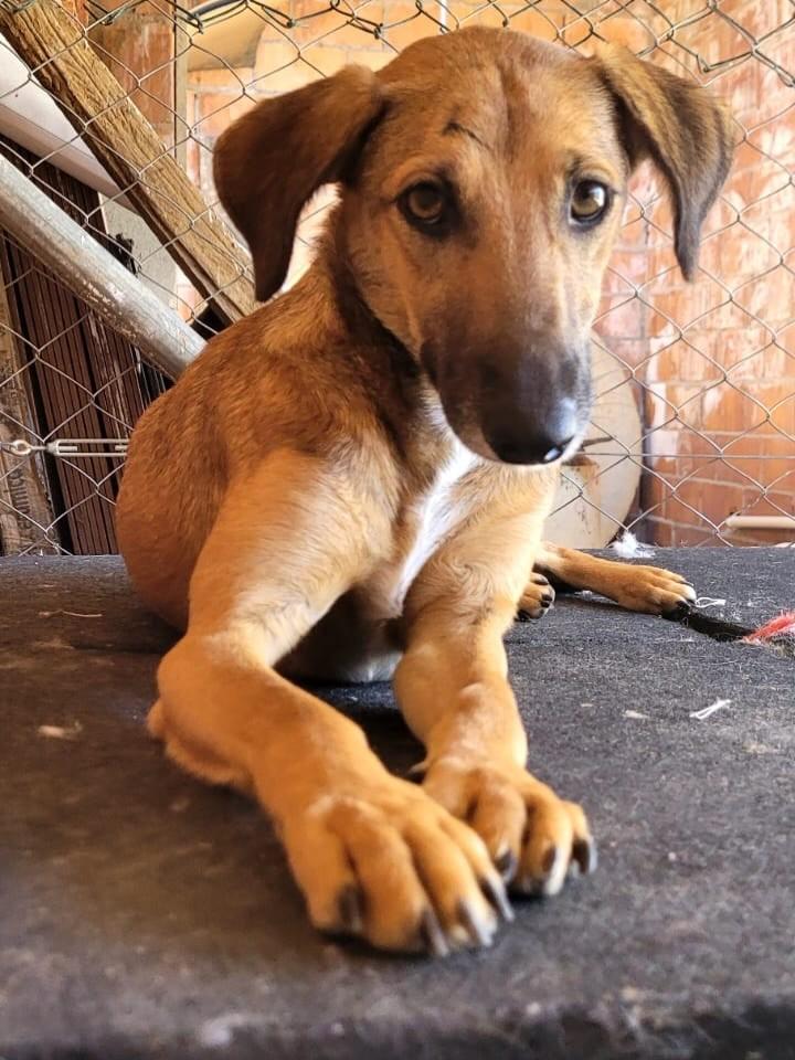 Pepita, cadela de porte pequeno para adoção em Jundiaí - SP