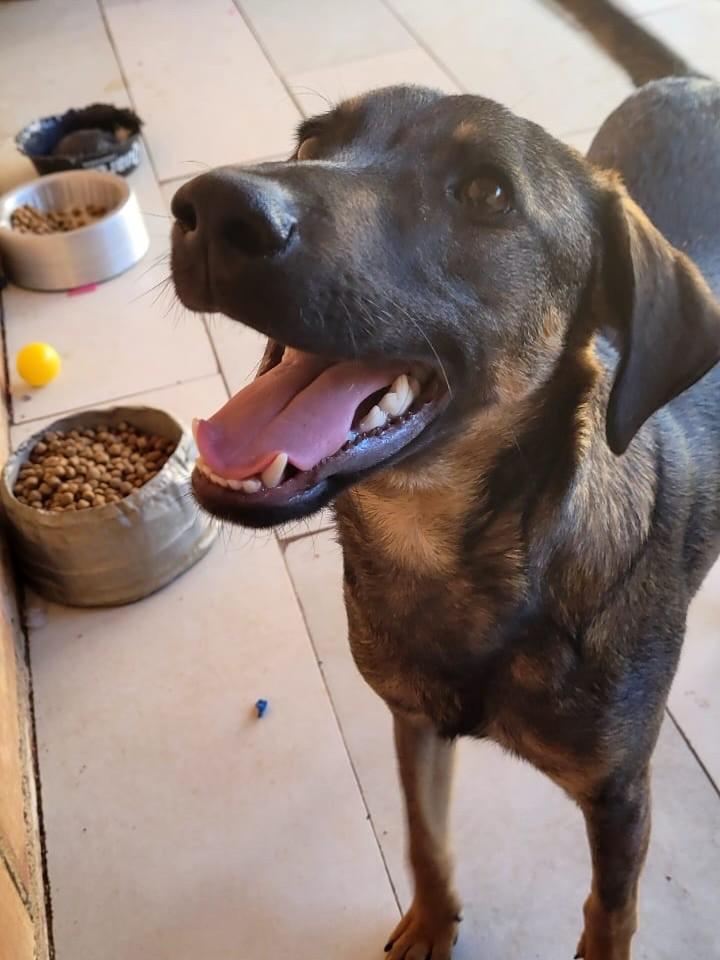 Raji, cachorro de porte grande para adoção em Jundiaí - SP