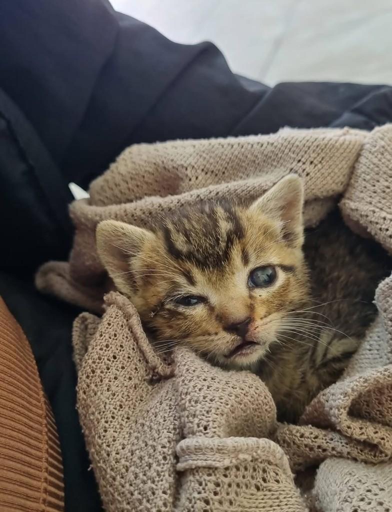 Escurinha, gata de porte pequeno para adoção em Itu - SP