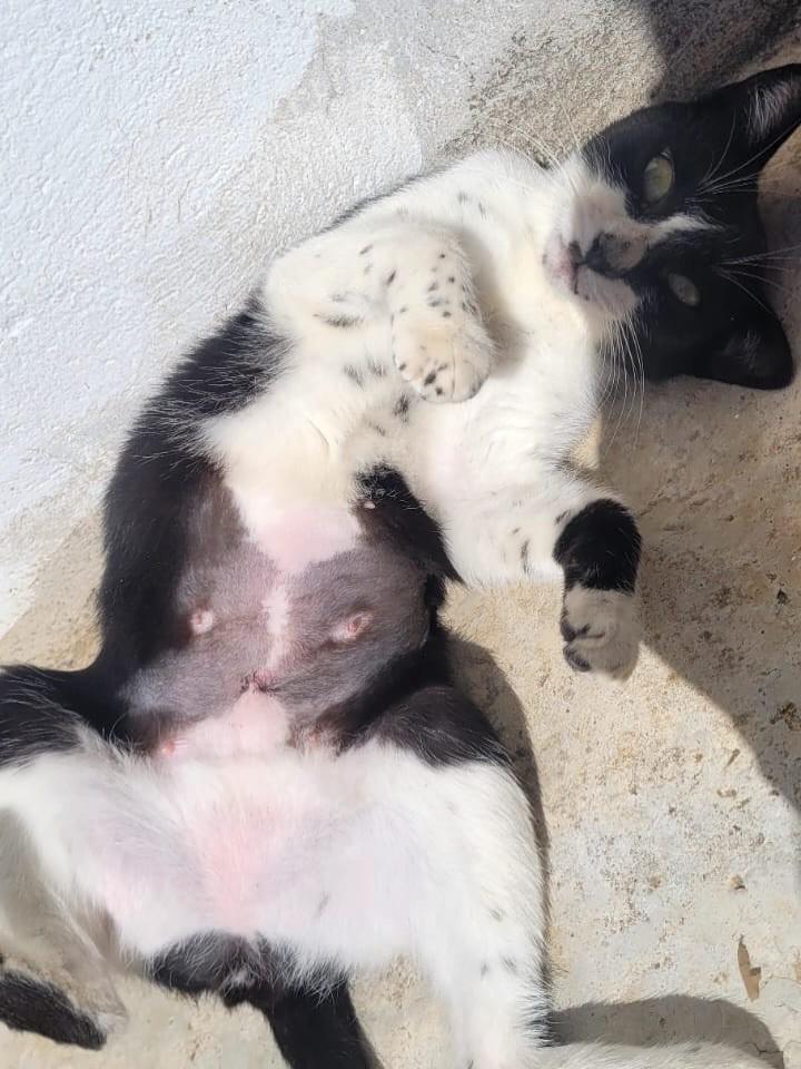 Lia, gata de porte pequeno para adoção em Jundiaí - SP