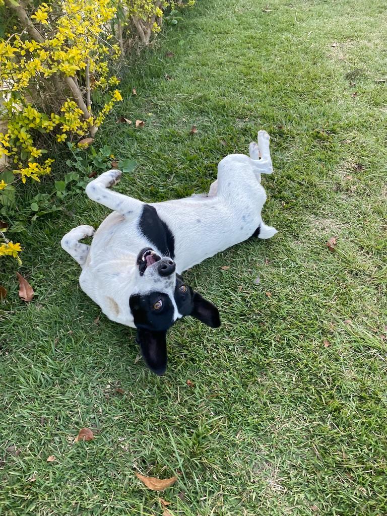 Pintadinho, cachorro de porte pequeno para adoção em Jundiaí - SP