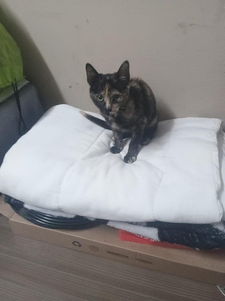 Escaminha, gata de porte pequeno para adoção em Jundiaí - SP